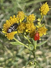 Acmaeodera rubronotata