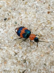 Dicranolaius bellulus