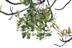 Loranthaceae