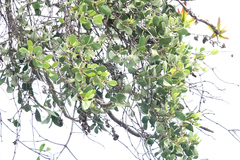 Loranthaceae
