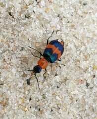 Dicranolaius bellulus