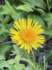 Pentanema salicinum