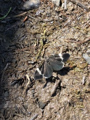 Trichodezia albovittata