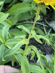 Pentanema salicinum