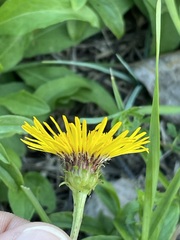 Pentanema salicinum