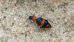 Dicranolaius bellulus