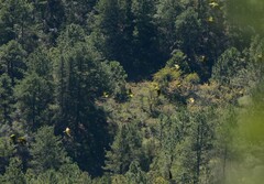 Rhynchopsitta terrisi