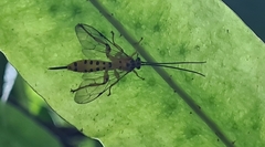 Xanthopimpla rhopaloceros
