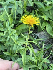 Pentanema salicinum