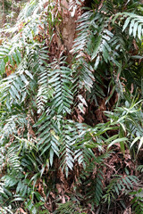 Stenochlaena palustris