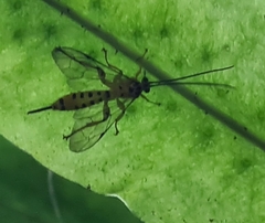 Xanthopimpla rhopaloceros