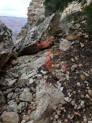 Ipomopsis aggregata formosissima