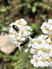 Judolia montivagans