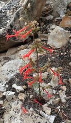 Ipomopsis aggregata formosissima