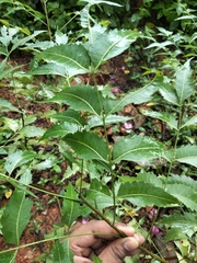 Azadirachta indica