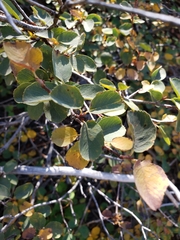Amelanchier utahensis