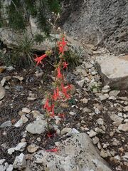 Ipomopsis aggregata formosissima