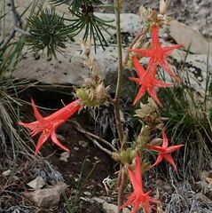 Ipomopsis aggregata formosissima