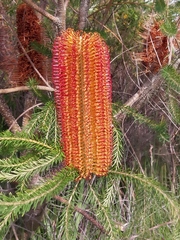 Banksia ericifolia