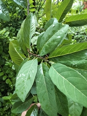 Annona