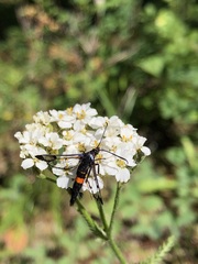 Synanthedon culiciformis