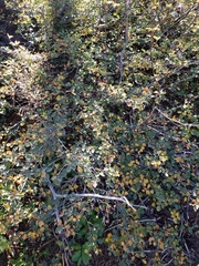 Amelanchier utahensis