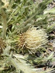 Cirsium scariosum