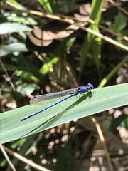 Argia elongata