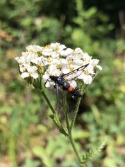 Synanthedon culiciformis
