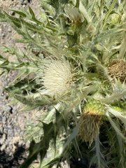 Cirsium scariosum