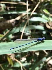 Argia elongata