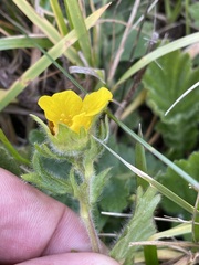 Geum montanum