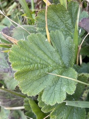 Geum montanum
