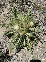 Cirsium scariosum