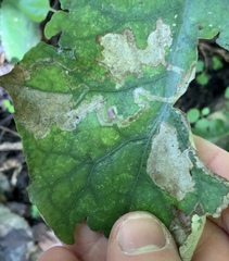 Stigmella cypracma