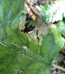 Stigmella cypracma