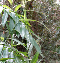 Flagellaria indica