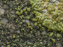 Candelariella aurella