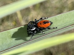 Phidippus carneus