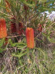 Banksia ericifolia