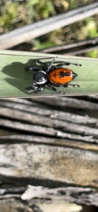 Phidippus carneus