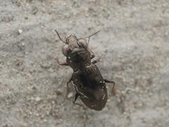 Notiophilus biguttatus