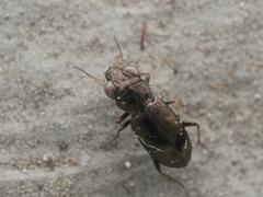 Notiophilus biguttatus