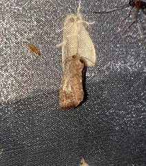 Elusa ustula