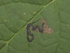 Stigmella speciosa