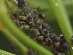 Metopeurum fuscoviride