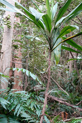 Cordyline manners-suttoniae