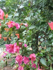 Bougainvillea glabra