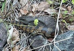 Tiliqua scincoides