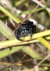 Phidippus carneus